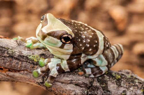 Trachycephalus resinifictrix
