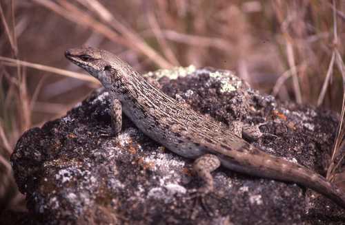 Leiolopisma telfairi