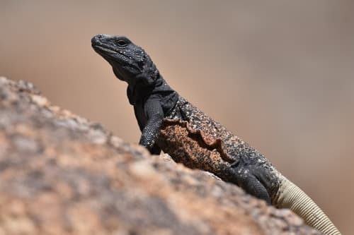 Sauromalus ater