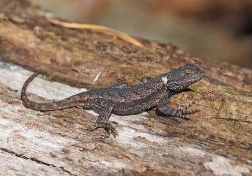 Sceloporus consobrinus (Louisiana USA)