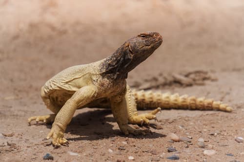Uromastyx aegyptia