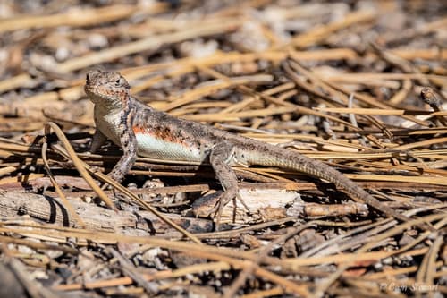 Sceloporus graciosus
