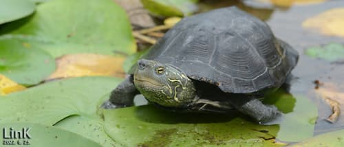Mauremys reevesii