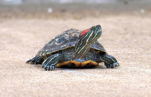 Trachemys scripta scripta