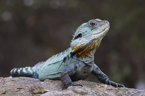 Intellagama (Physignathus) lesueurii