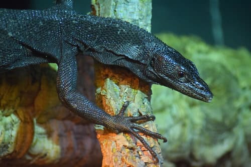 Varanus beccarii