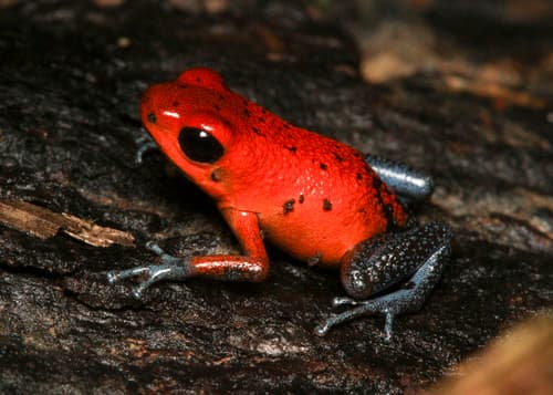 Oophaga pumilio