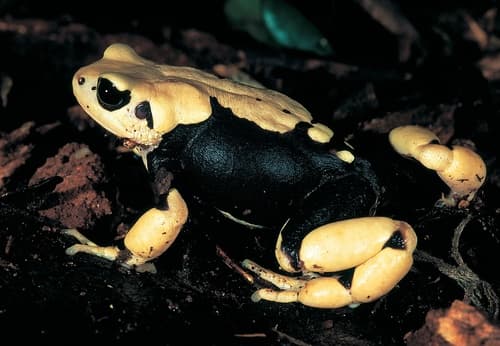 Nectophrynoides viviparus