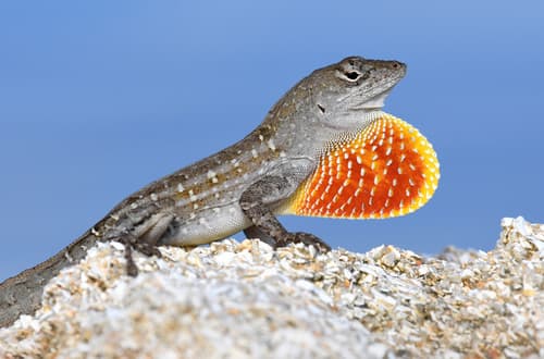 Anolis sagrei