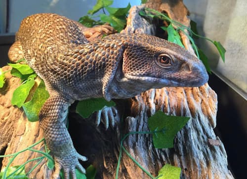 Varanus exanthematicus