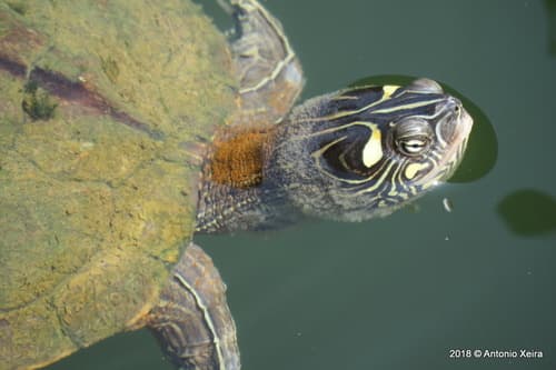 Graptemys ouachitensis