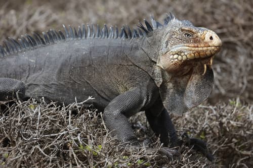 Iguana delicatissima