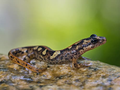 Euproctus platycephalus