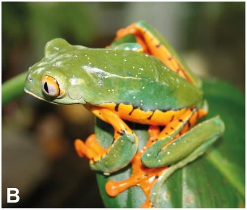 Cruziohyla calcarifer