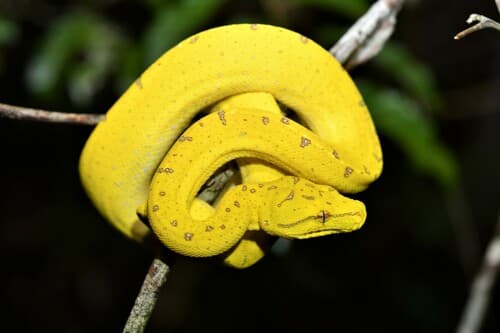 Morelia viridis