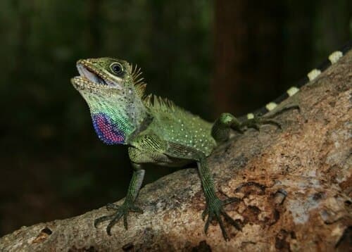 Gonocephalus bellii