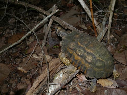 Pyxis planicauda
