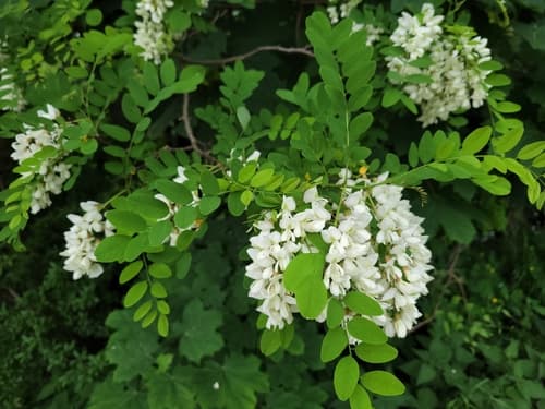 Graptemys pseudogeographica ssp