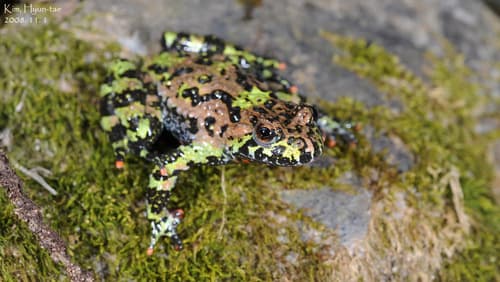 Bombina orientalis