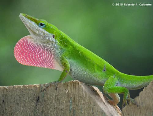 Anolis carolinensis