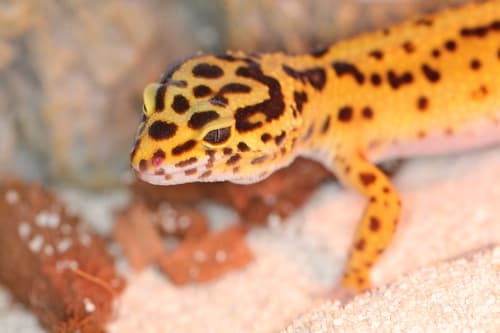 Eublepharis macularius
