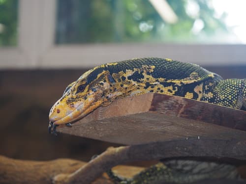 Varanus cumingi