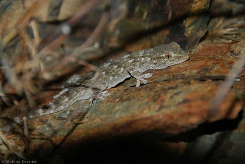 Tarentola mauritanica