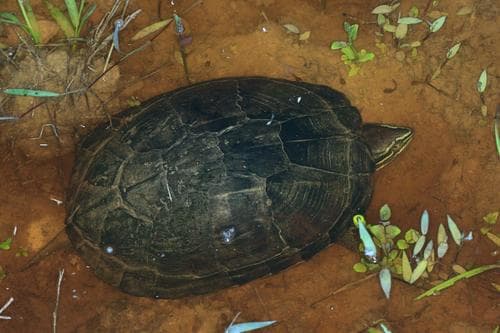 Mauremys (Annamemys) annamensis