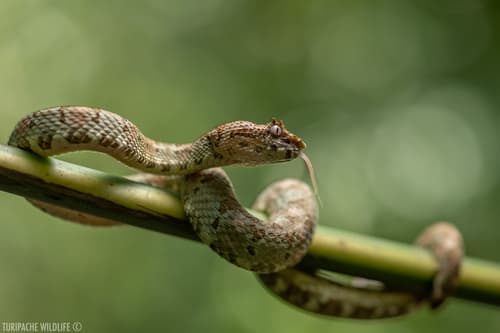 Bothriechis schlegelii