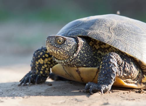 Emys orbicularis