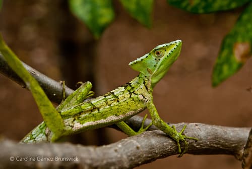Laemanctus serratus