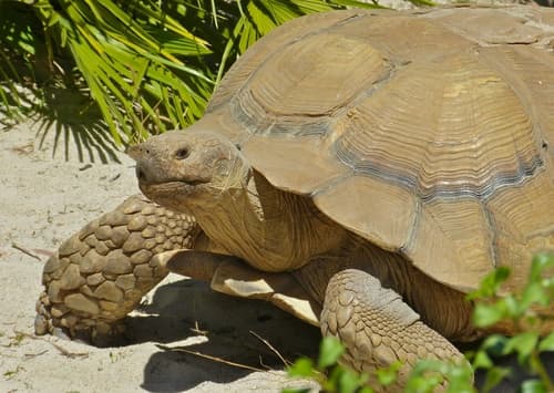 Centrochelys (Geochelone) sulcata