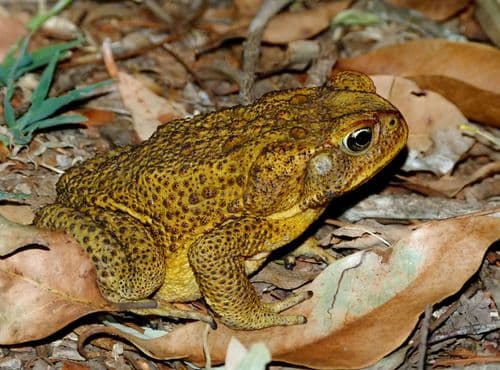 Bufo marinus