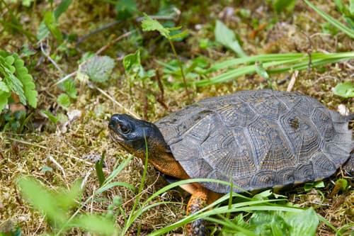 Glyptemys insculpulata