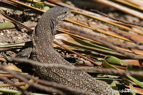Varanus timorensis