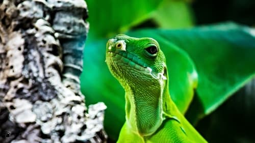 Brachylophus bulabula