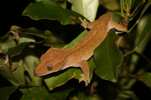 Rhacodactylus ciliatus