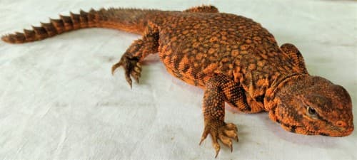 Uromastyx geyri