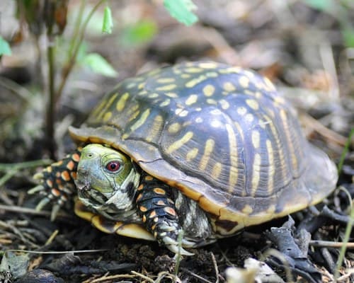 Terapene ornata