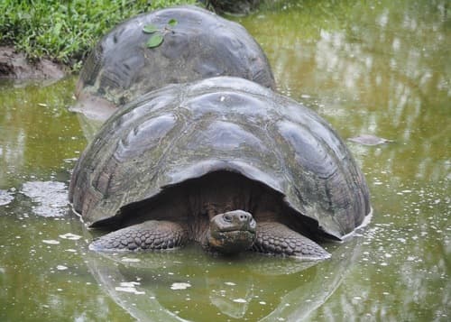 Geochelone nigra