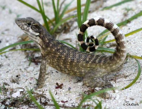 Leiocephalus carinatus