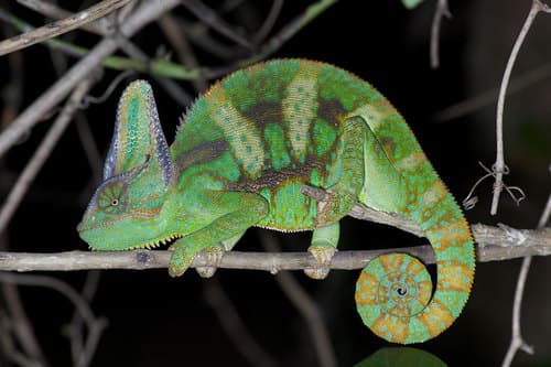 Chamaeleo calyptratus