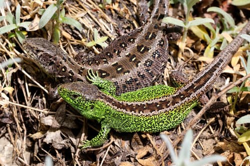Lacerta agilis