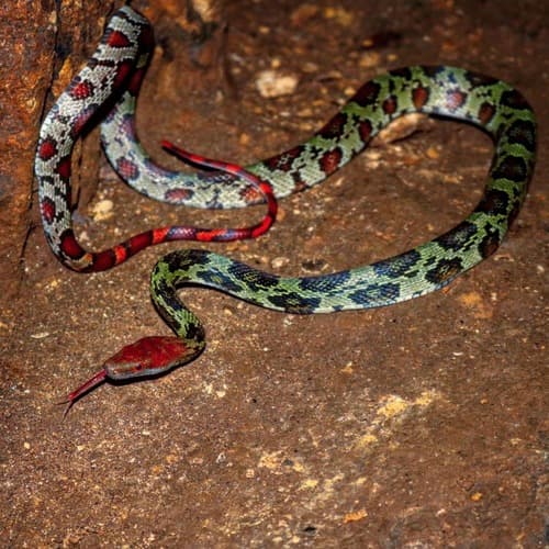 Orthriophis moellendorffi