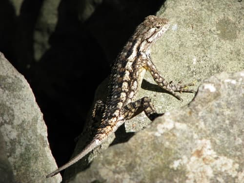 Sceloporus olivaceus