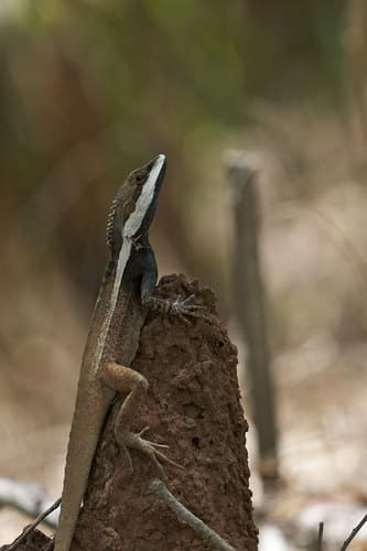 Lophognathus temporalis