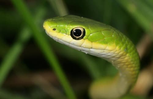 Opheodrys aestivus