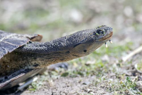 Phrynops geoffranus