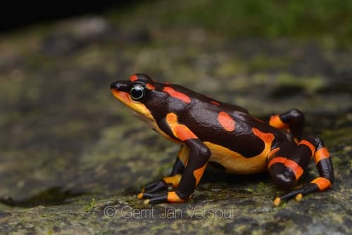 Atelopus spumarius hoogmoedi