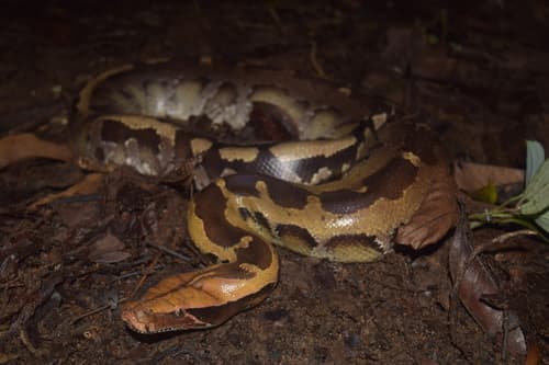 Python brietensteini